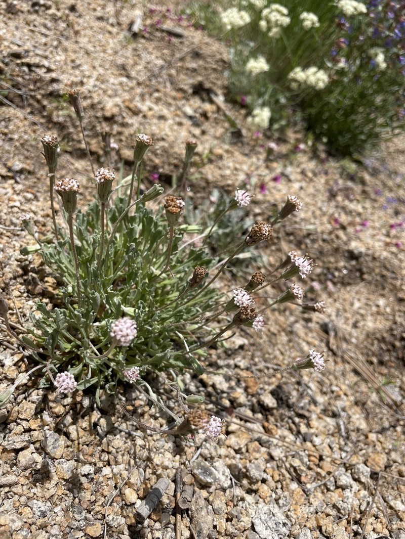 Evermann's Pincushion photo 4