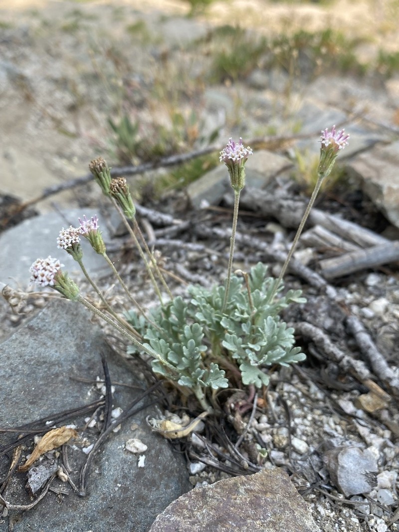 Evermann's Pincushion photo 5