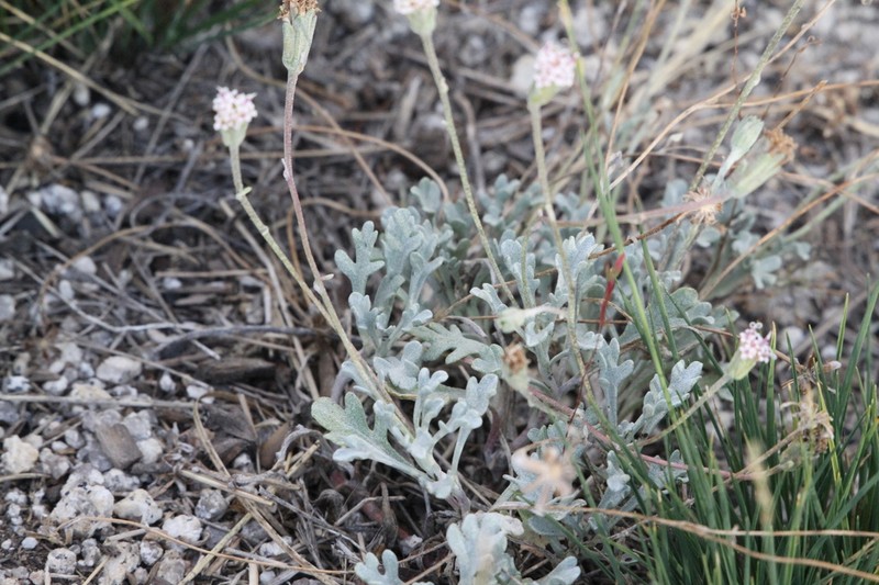 Evermann's Pincushion photo 6