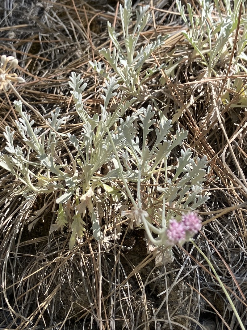 Evermann's Pincushion photo 7