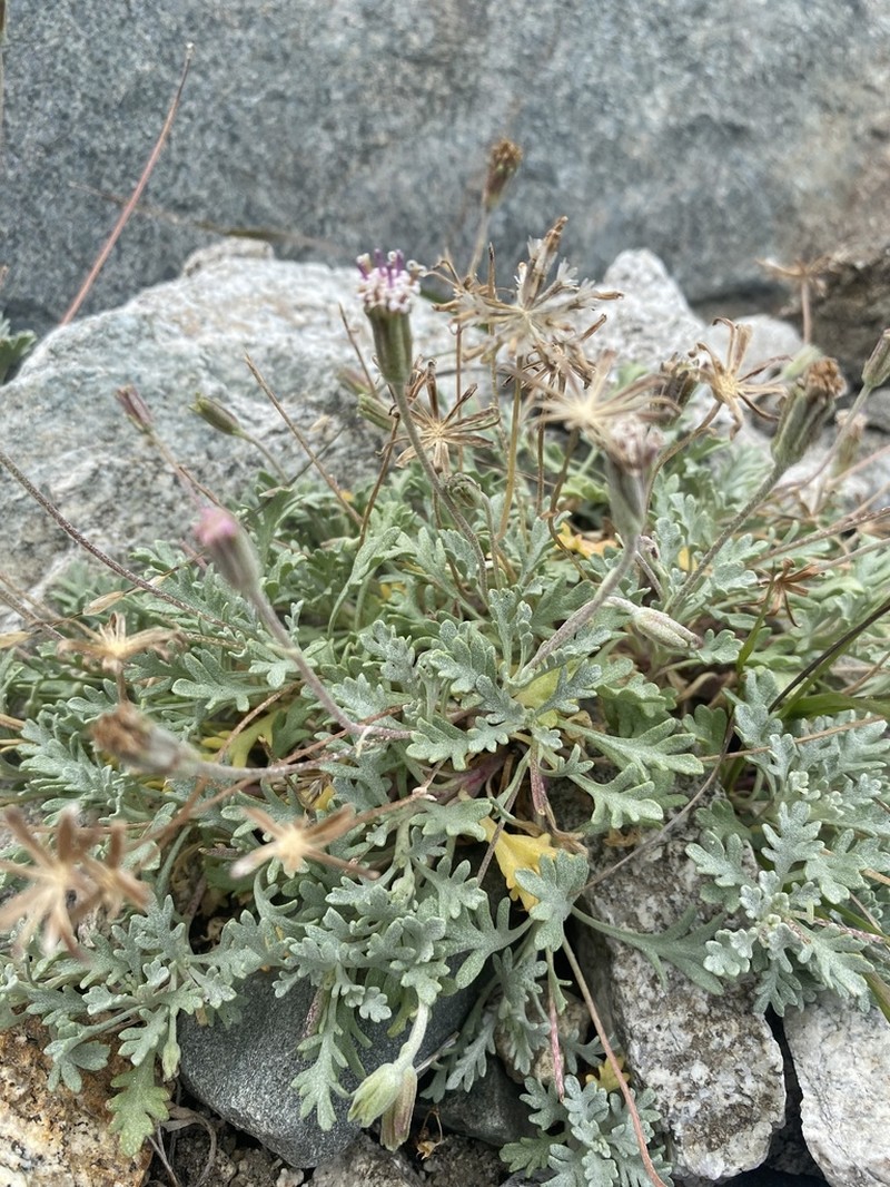 Evermann's Pincushion photo 8