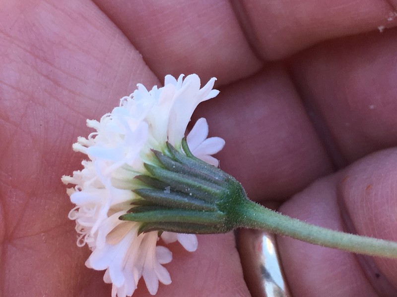 Pincushion Flower