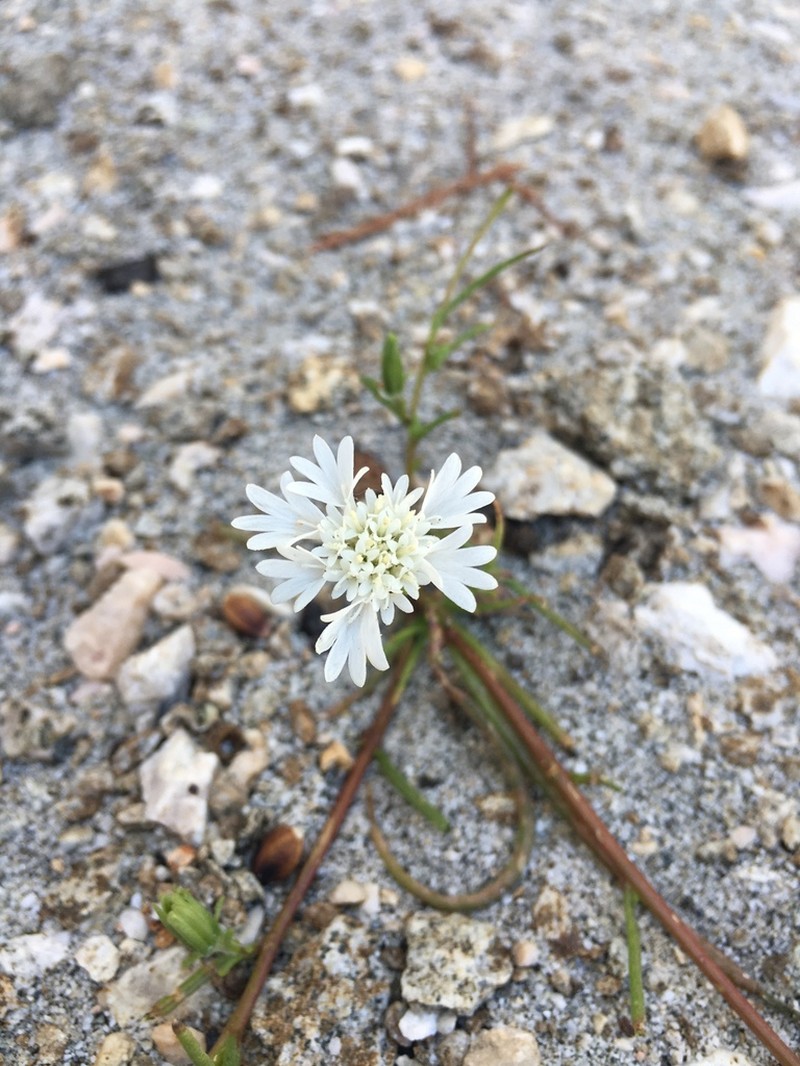 Pincushion Flower photo 2