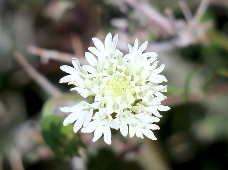 Pincushion Flower photo 3