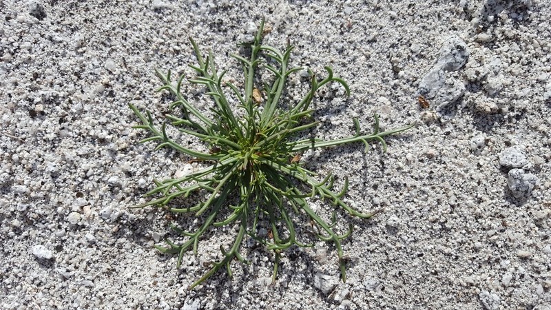 Pincushion Flower photo 4