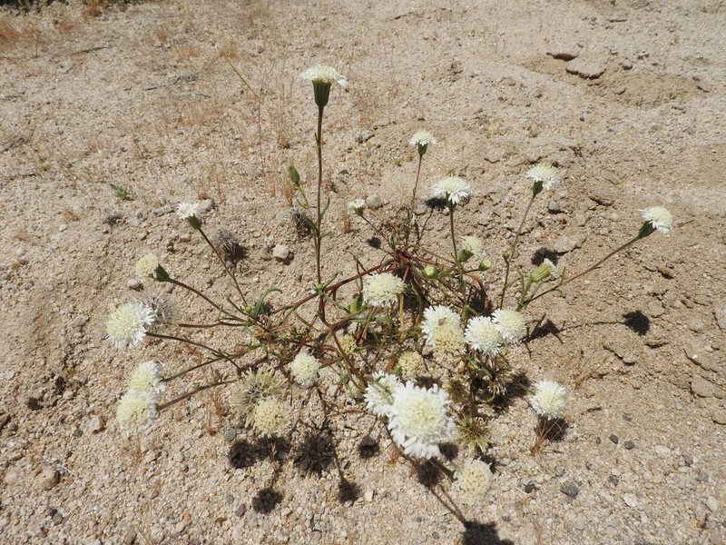 Pincushion Flower photo 5