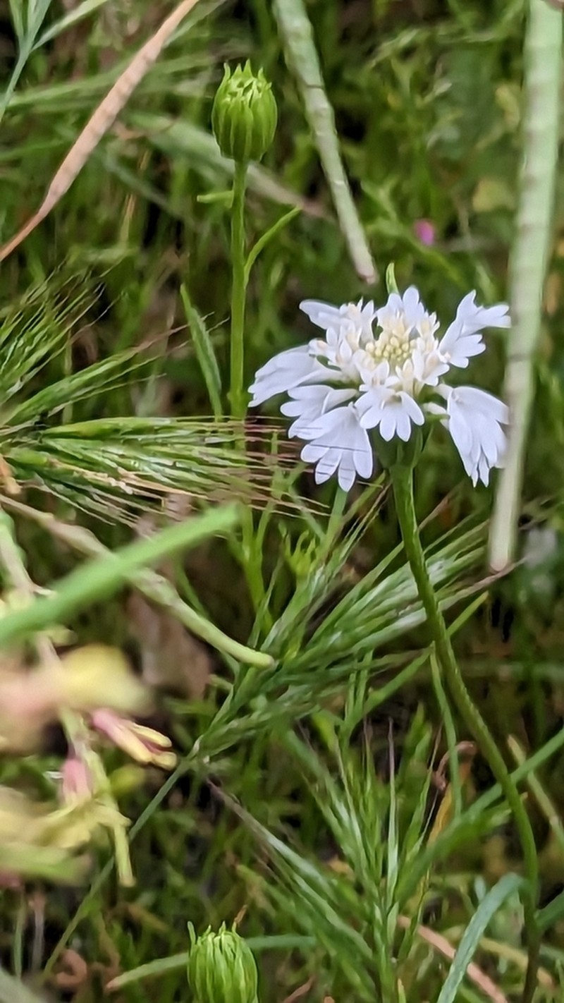 Pincushion Flower photo 6
