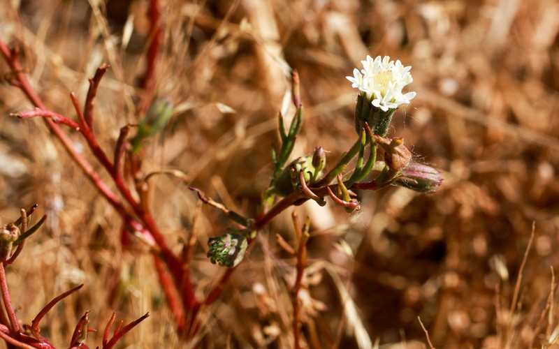Pincushion Flower photo 7