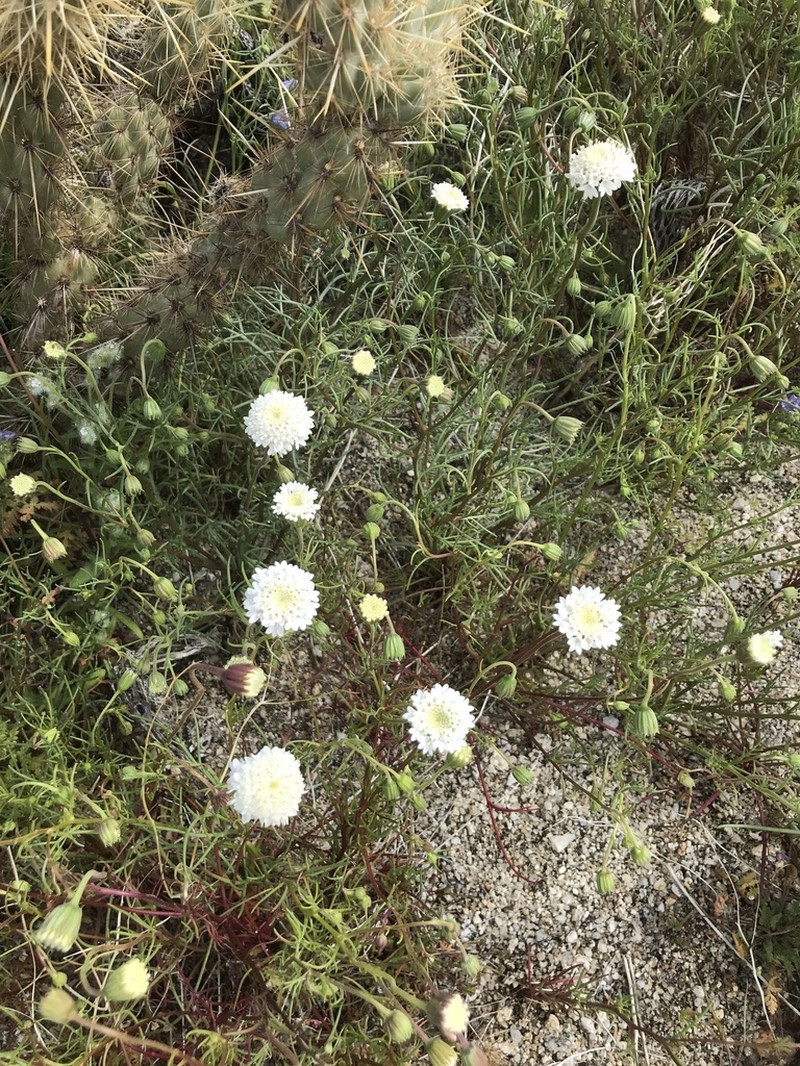 Pincushion Flower photo 8