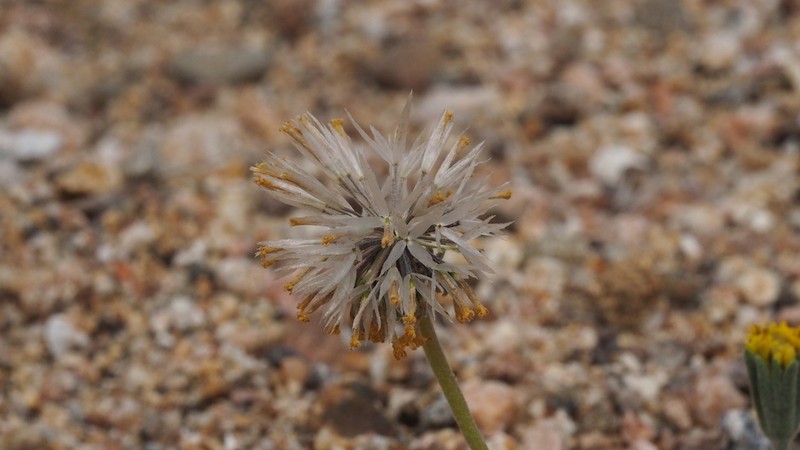 Yellow Pincushion