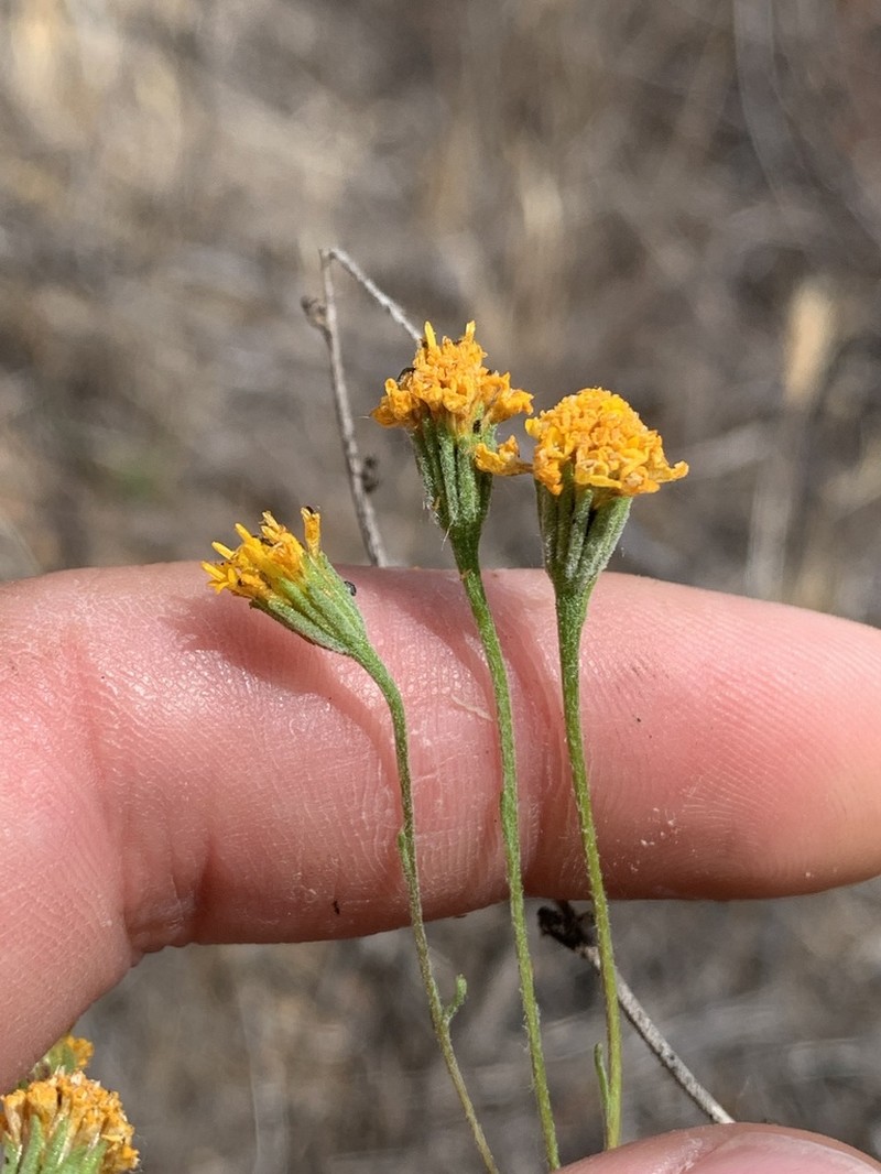 Yellow Pincushion photo 2