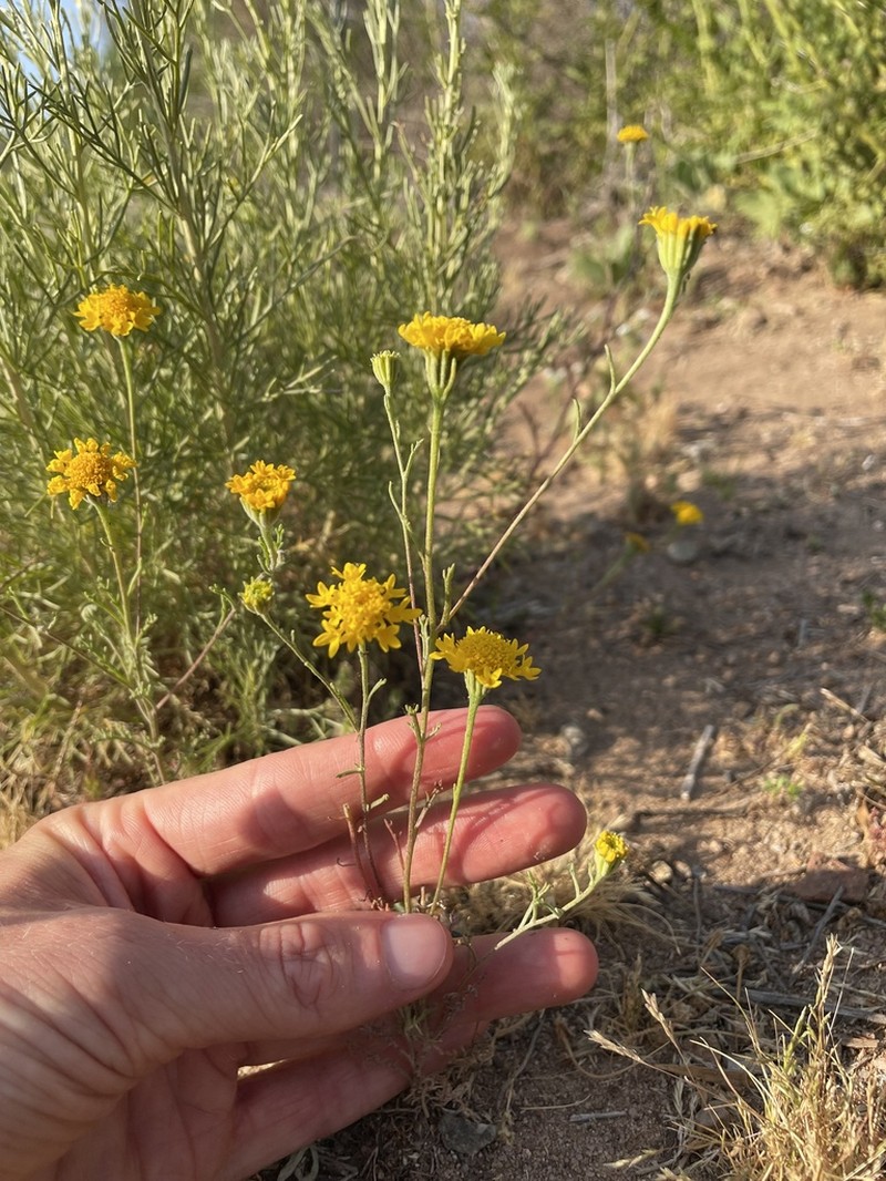 Yellow Pincushion photo 3