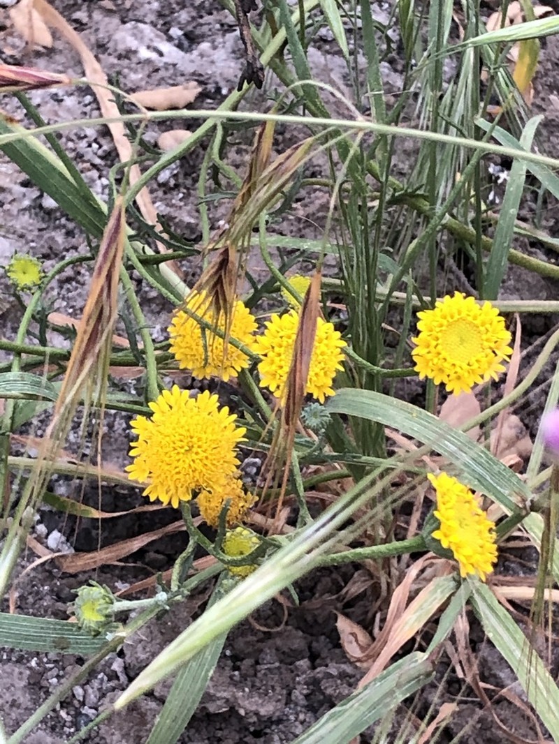Yellow Pincushion photo 4