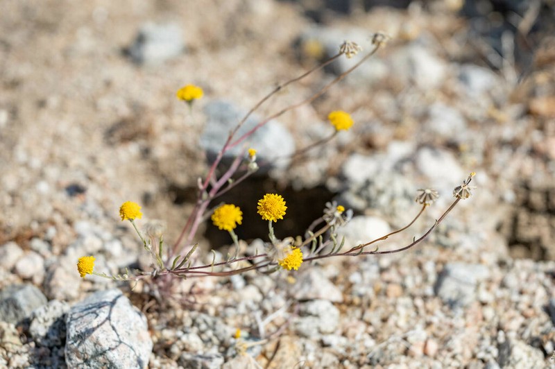 Yellow Pincushion photo 5