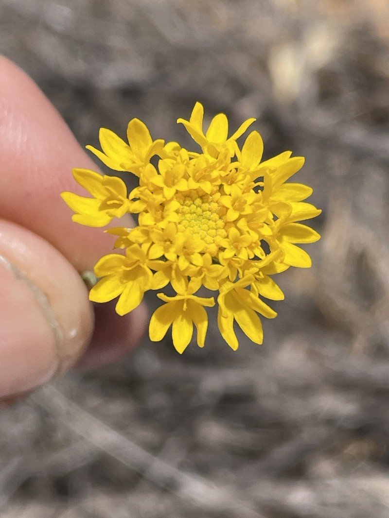 Yellow Pincushion photo 6
