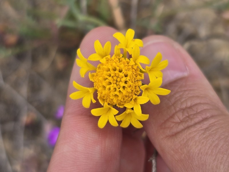 Yellow Pincushion photo 7