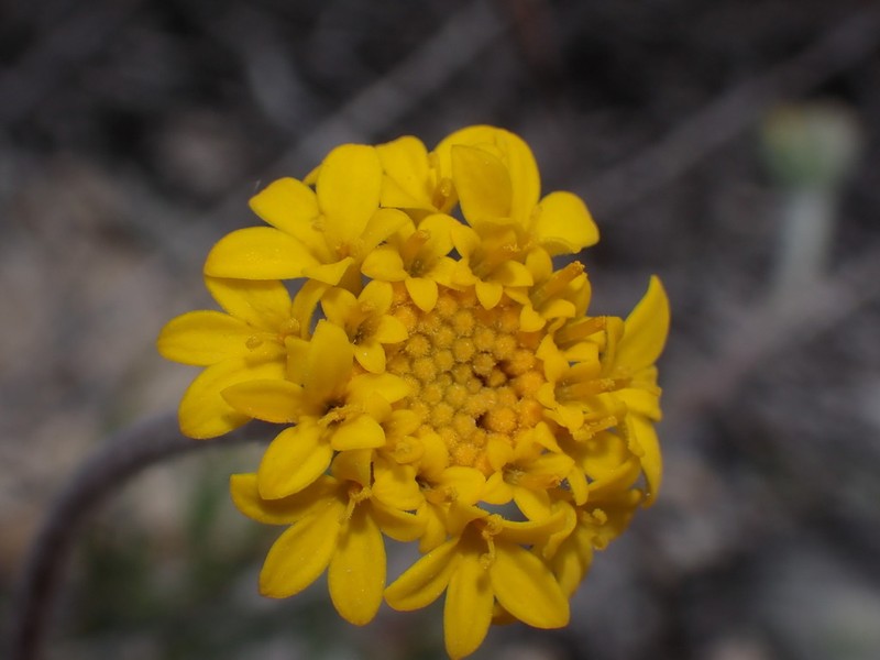 Yellow Pincushion photo 8