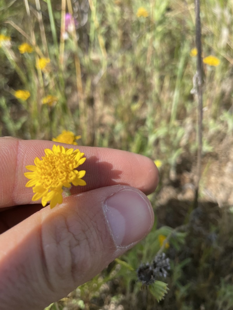 Chaenactis glabriuscula var. glabriuscula