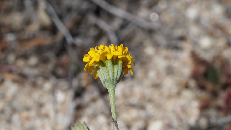 Chaenactis glabriuscula var. glabriuscula photo 2