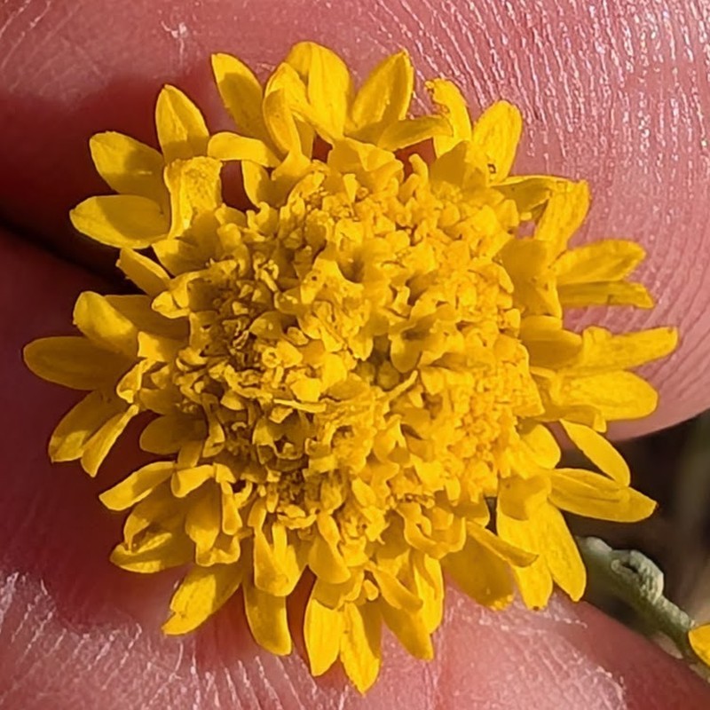 Chaenactis glabriuscula var. glabriuscula photo 3
