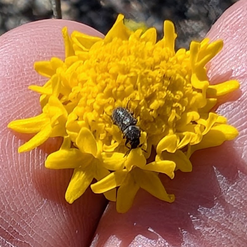 Chaenactis glabriuscula var. glabriuscula photo 4
