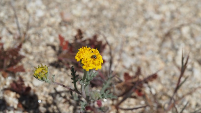 Chaenactis glabriuscula var. glabriuscula photo 5