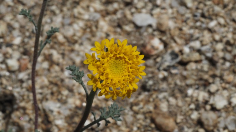 Chaenactis glabriuscula var. glabriuscula photo 6
