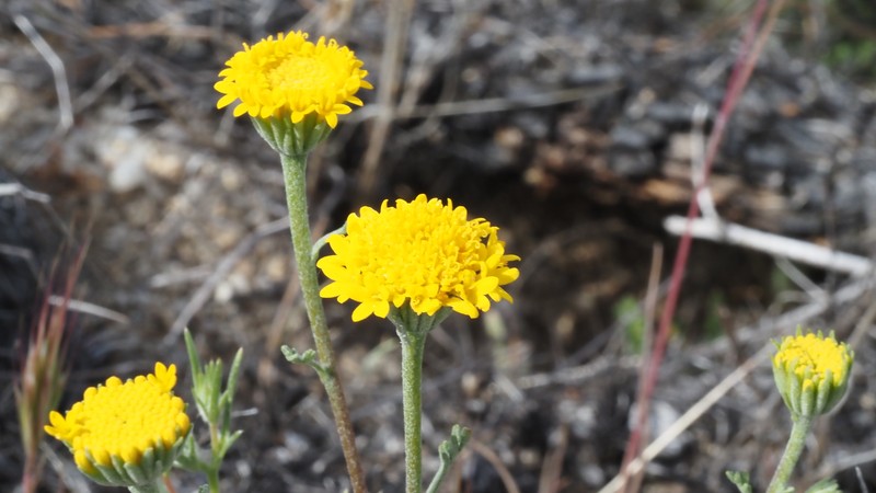 Chaenactis glabriuscula var. glabriuscula photo 7