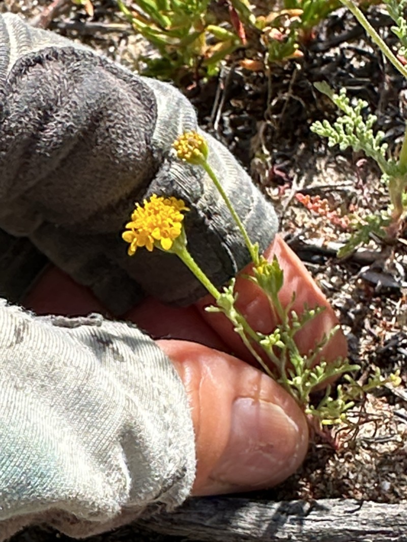 Chaenactis glabriuscula var. glabriuscula photo 8