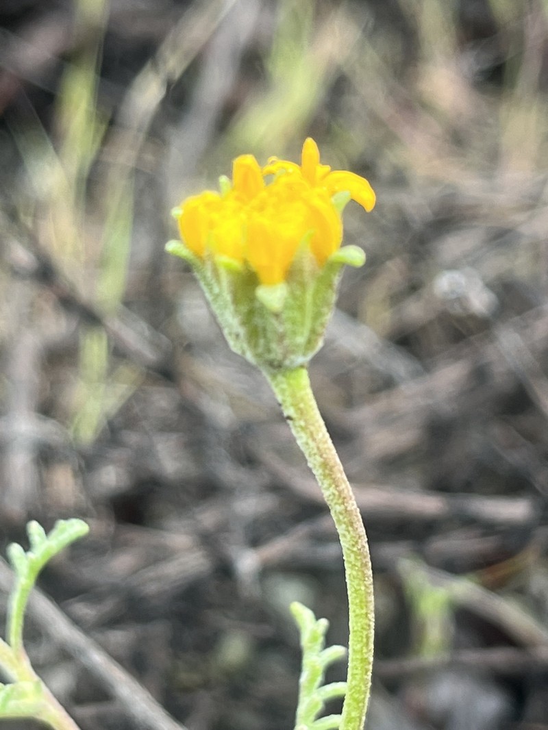 Chaenactis glabriuscula var. heterocarpha