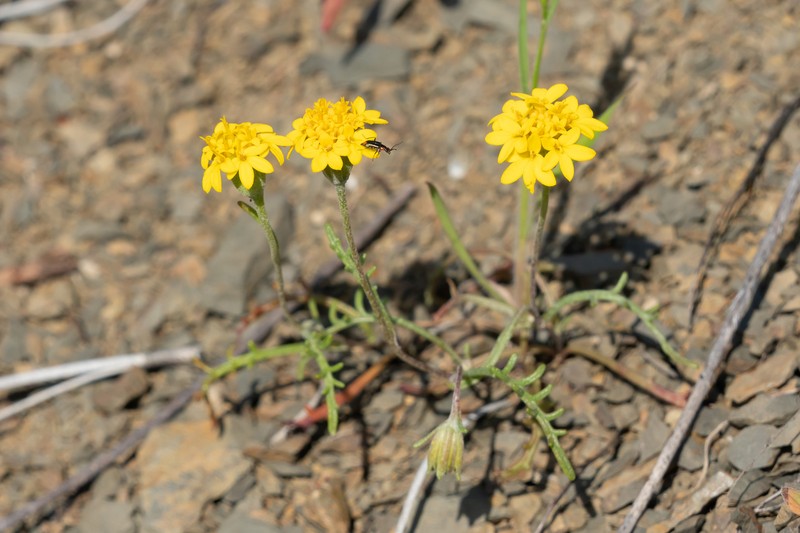 Chaenactis glabriuscula var. heterocarpha photo 2