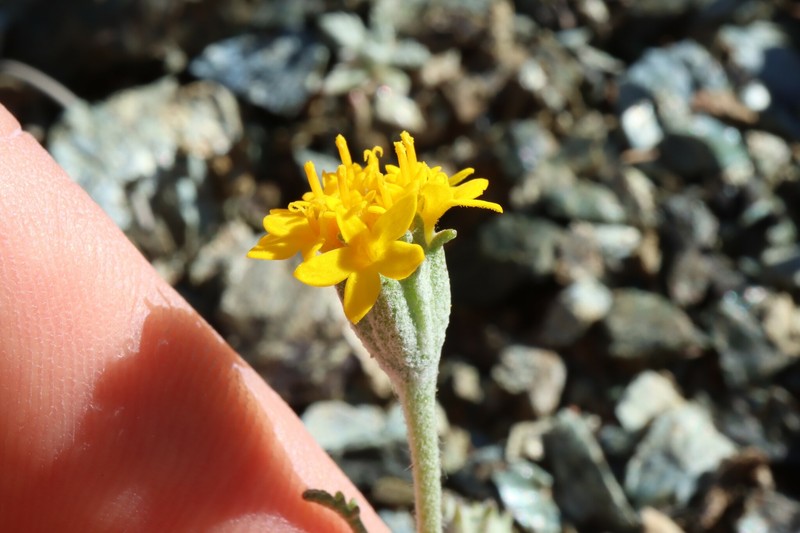 Chaenactis glabriuscula var. heterocarpha photo 3