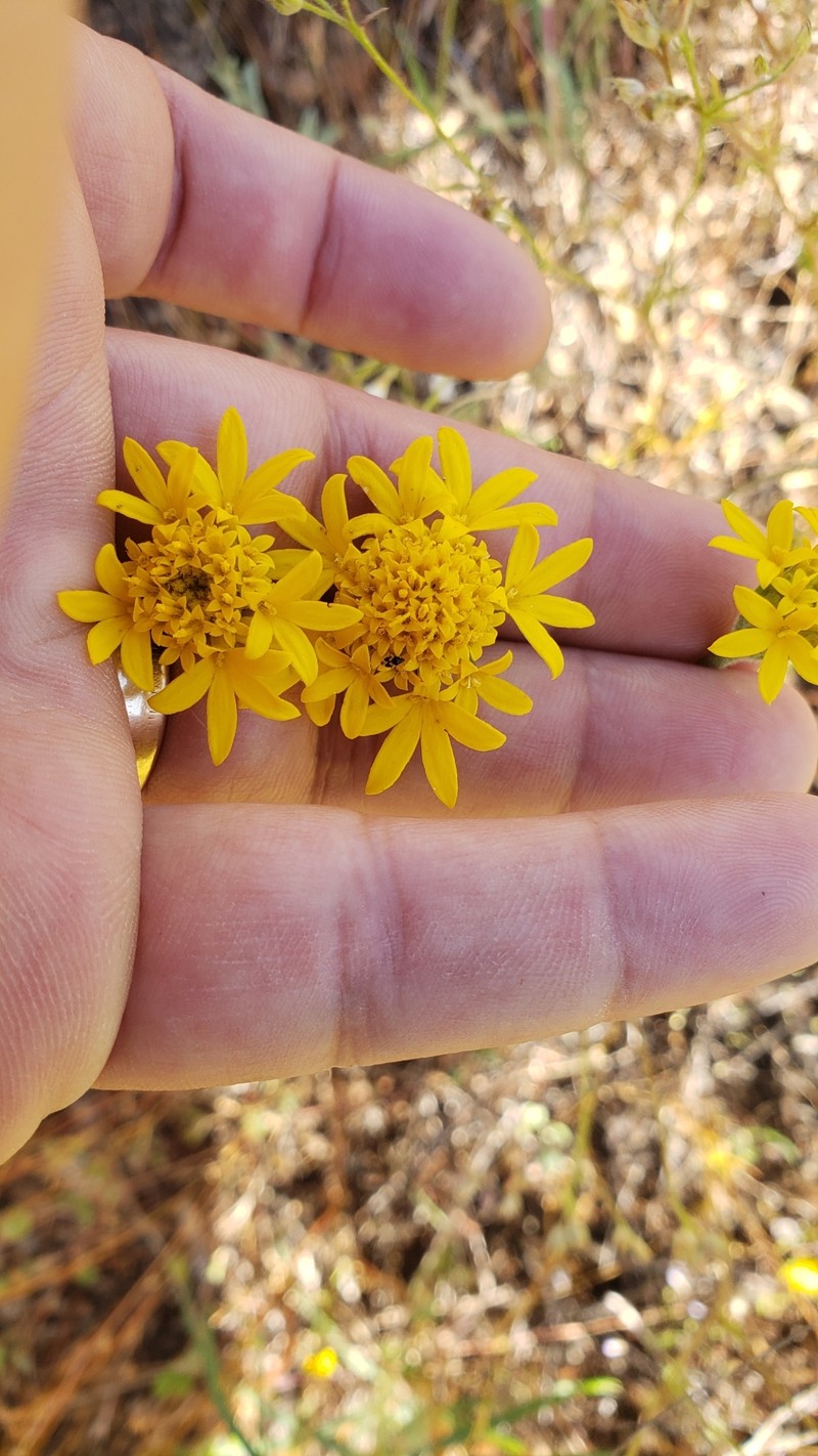 Chaenactis glabriuscula var. heterocarpha photo 4