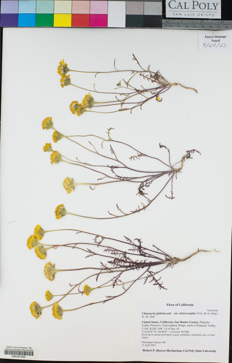 Chaenactis glabriuscula var. heterocarpha photo 5
