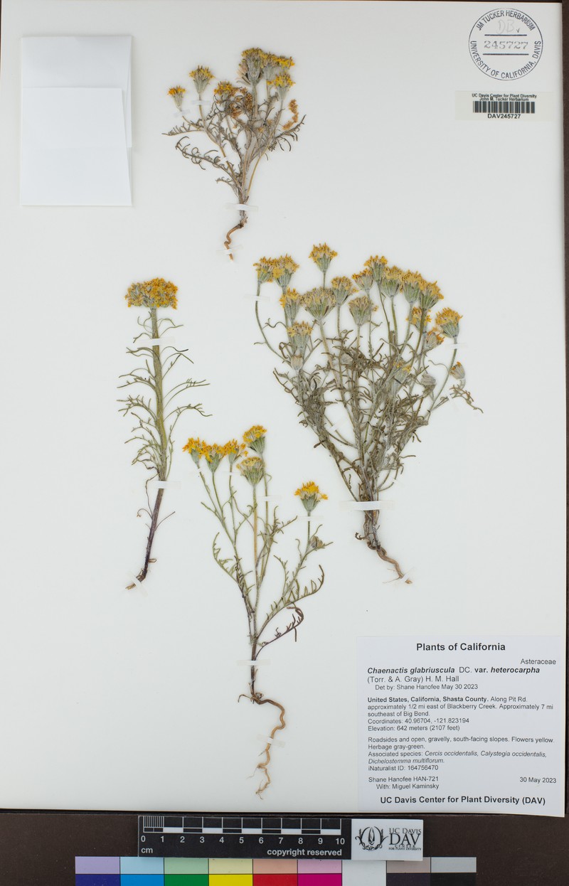 Chaenactis glabriuscula var. heterocarpha photo 6