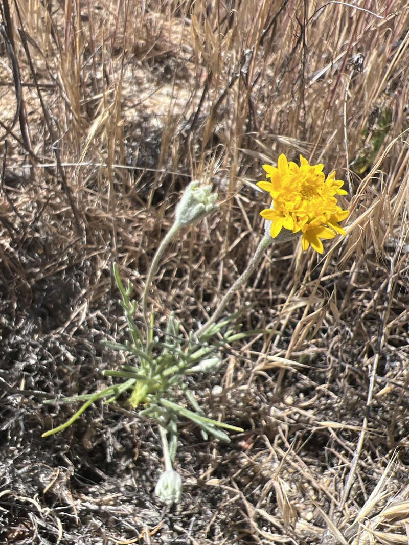 Chaenactis glabriuscula var. lanosa