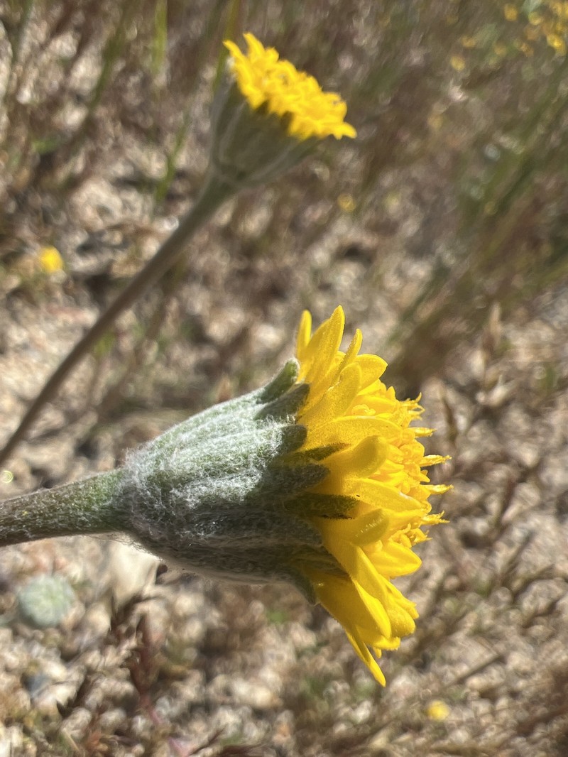 Chaenactis glabriuscula var. lanosa photo 2