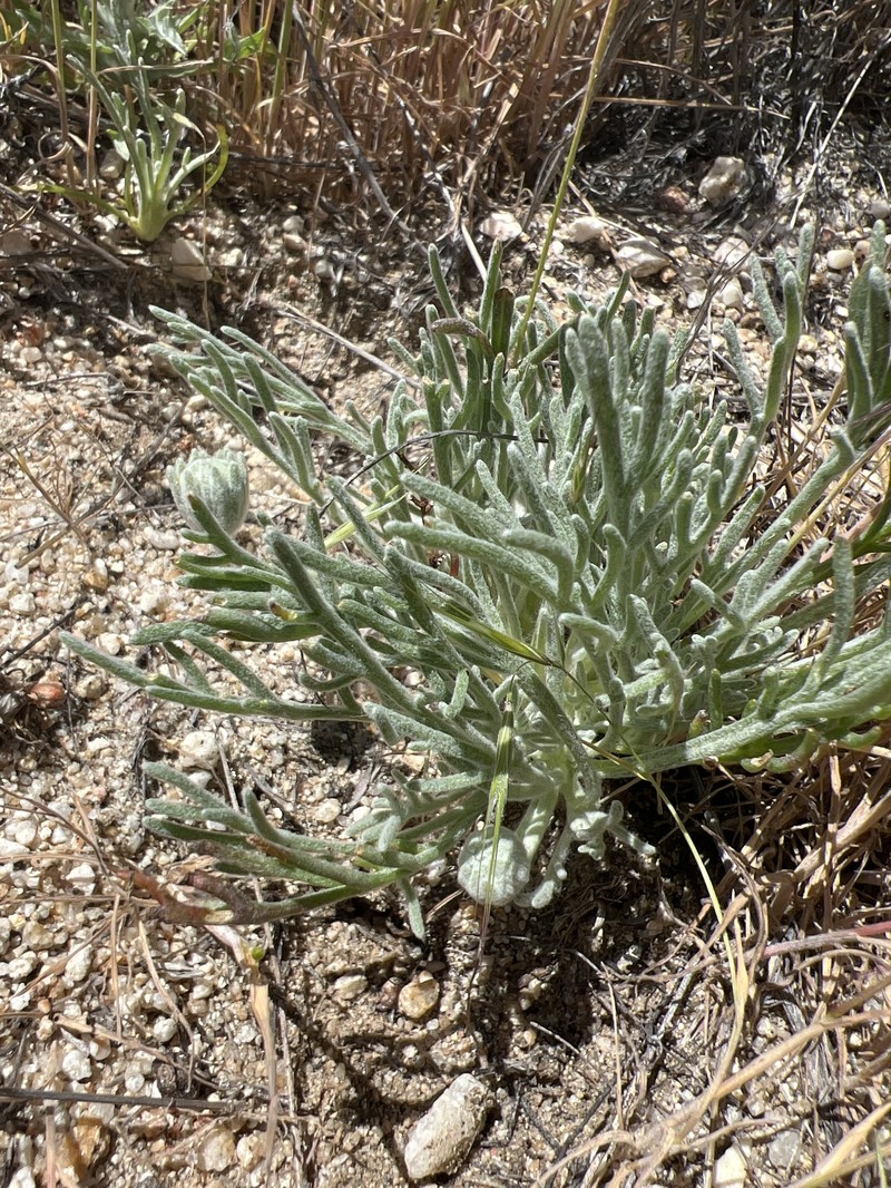 Chaenactis glabriuscula var. lanosa photo 3