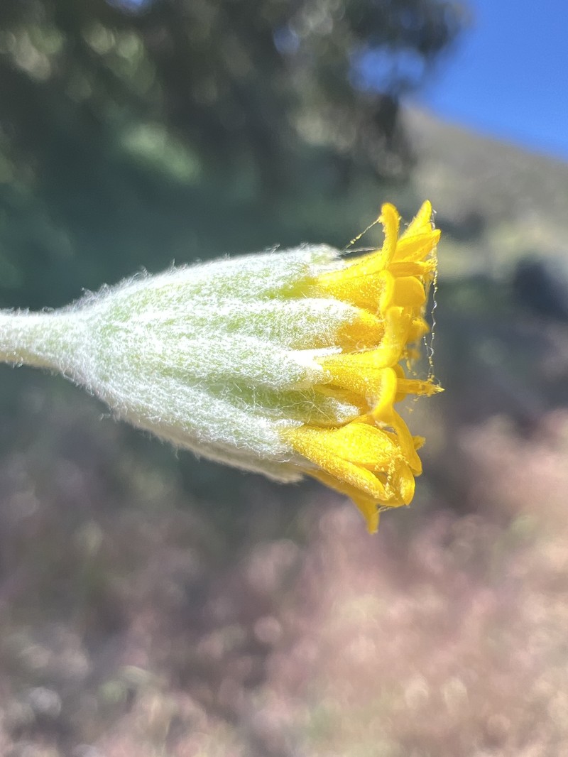 Chaenactis glabriuscula var. lanosa photo 4