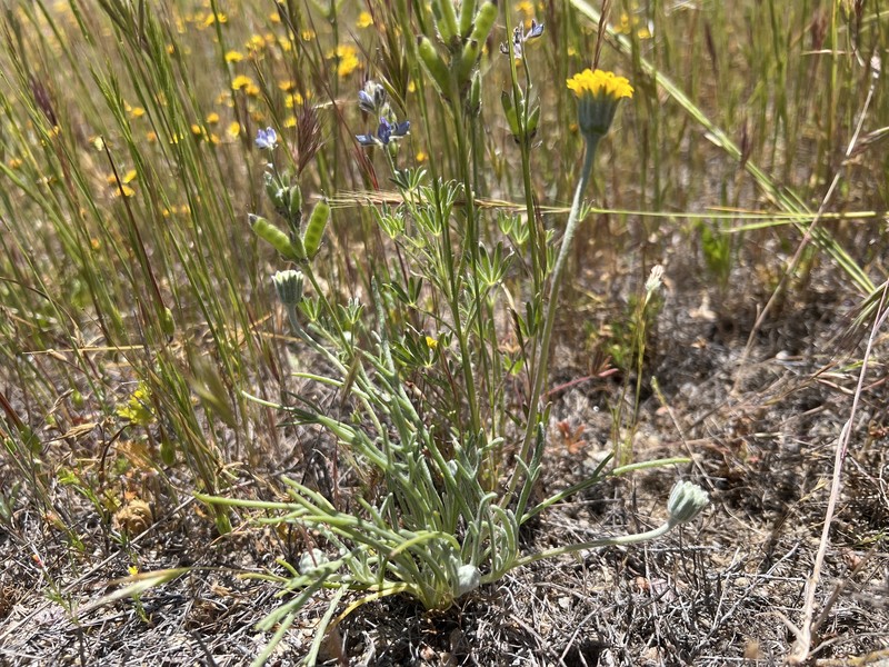 Chaenactis glabriuscula var. lanosa photo 5
