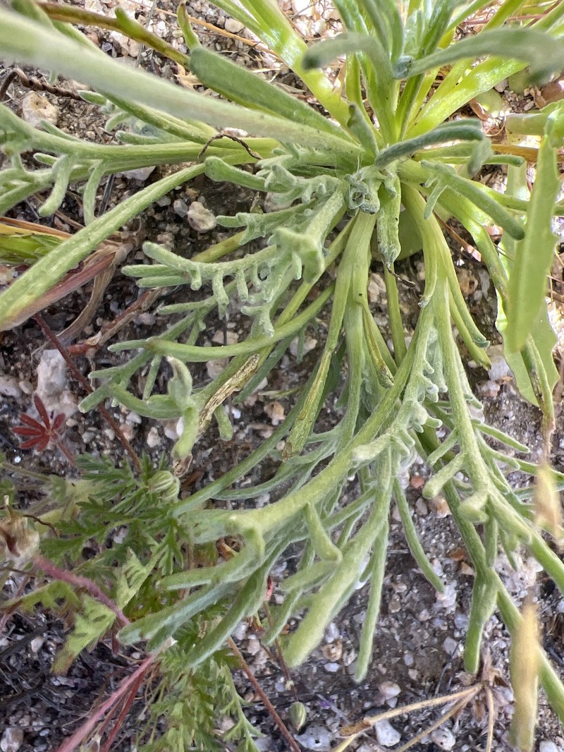 Chaenactis glabriuscula var. lanosa photo 6