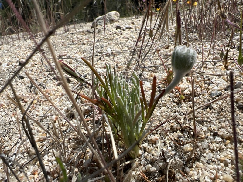 Chaenactis glabriuscula var. lanosa photo 7