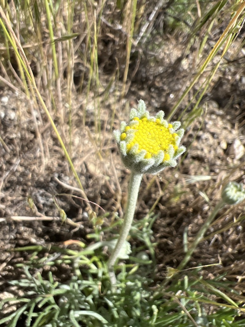 Chaenactis glabriuscula var. lanosa photo 8