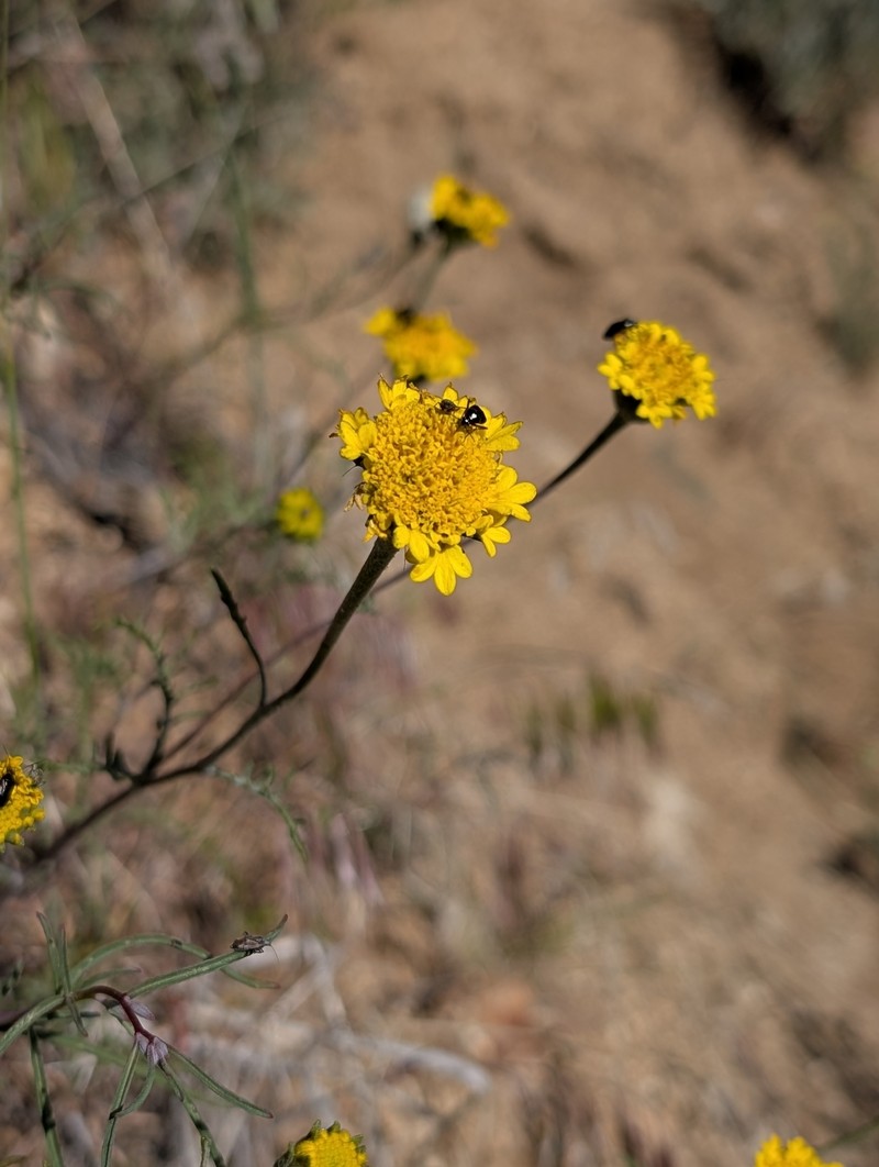 Chaenactis glabriuscula var. megacephala