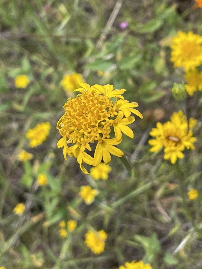 Chaenactis glabriuscula var. megacephala photo 2