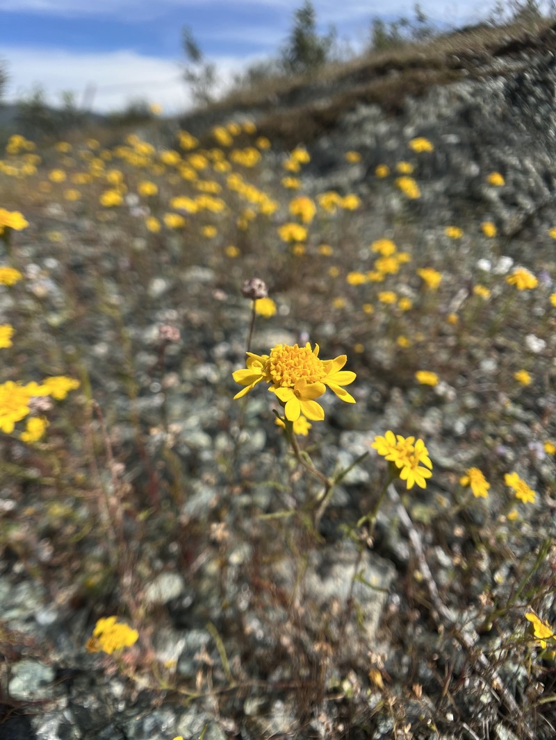 Chaenactis glabriuscula var. megacephala photo 3