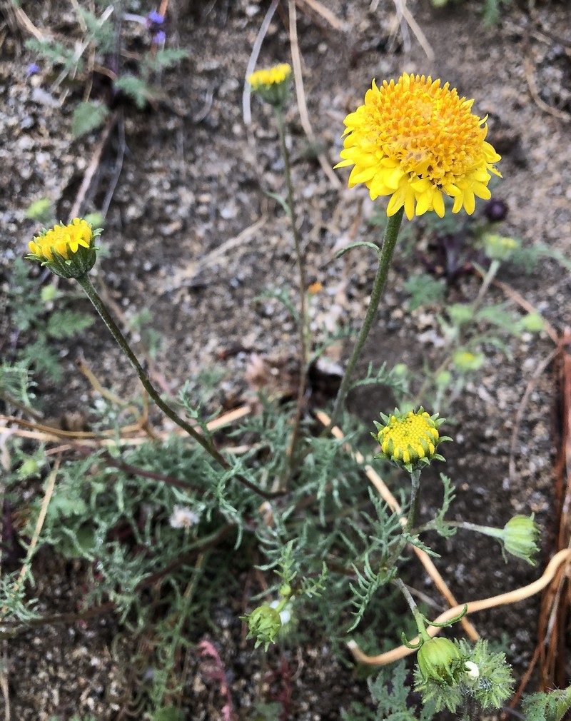 Chaenactis glabriuscula var. megacephala photo 4