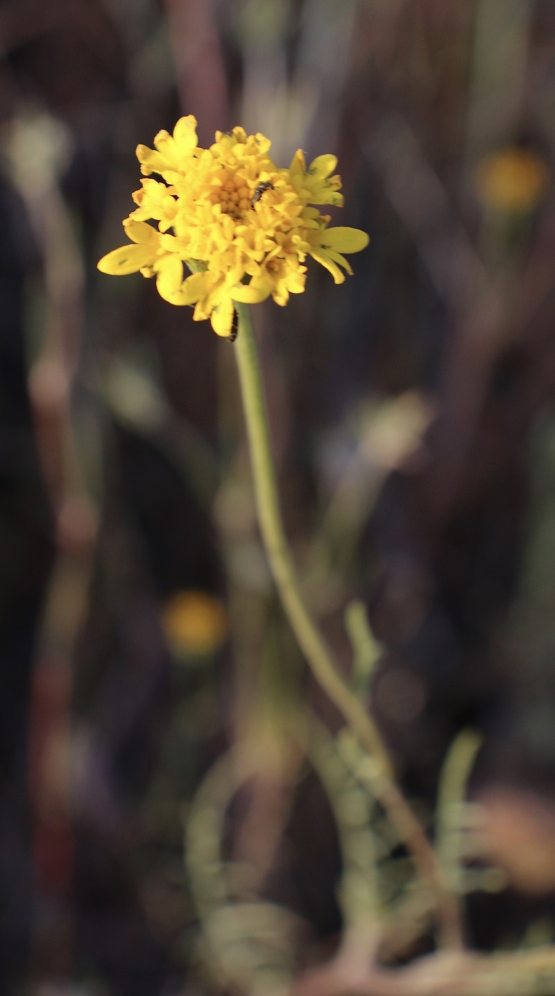 Chaenactis glabriuscula var. megacephala photo 5
