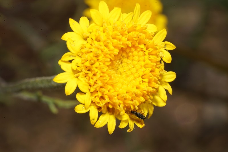 Chaenactis glabriuscula var. megacephala photo 6
