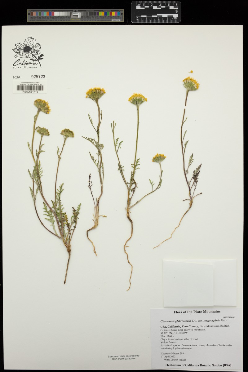 Chaenactis glabriuscula var. megacephala photo 7
